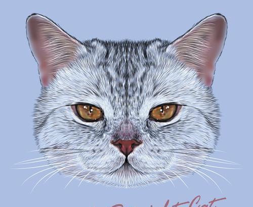 猫在英语中是宠物还是家畜？如何用英语表达猫的地位？