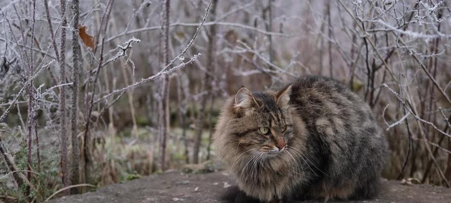 猫是否被归类为家畜或家禽？养殖猫咪有哪些注意事项？