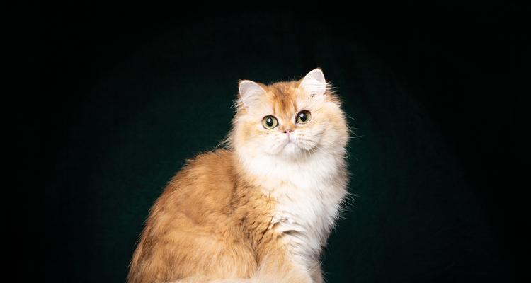 猫是否被归类为家畜或家禽？养殖猫咪有哪些注意事项？