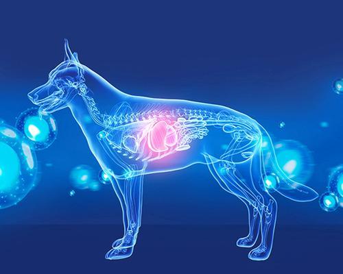 比熊幼犬需要换狗粮吗？如何正确喂食干粮？