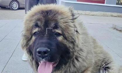 高加索犬：谁是世界上最凶的犬种？