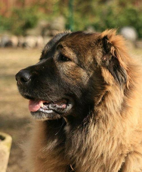高加索犬：谁是世界上最凶的犬种？