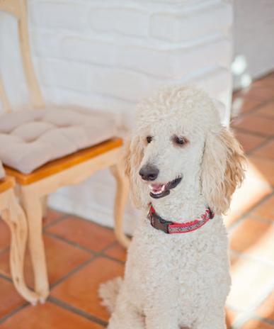 什么标准才能称为贵宾犬？贵宾犬的特征是什么？