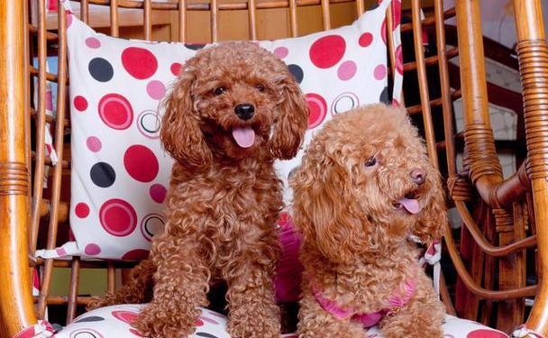 什么标准才能称为贵宾犬？贵宾犬的特征是什么？