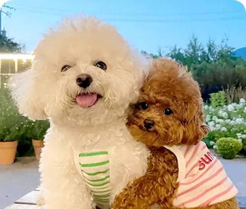 什么标准才能称为贵宾犬？贵宾犬的特征是什么？