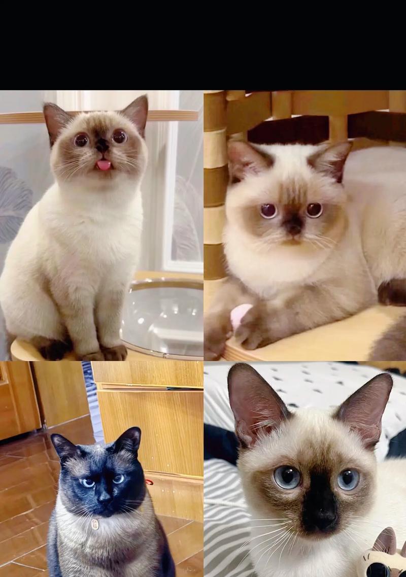 暹罗猫偏爱的9个月猫粮是哪一款？如何选择？