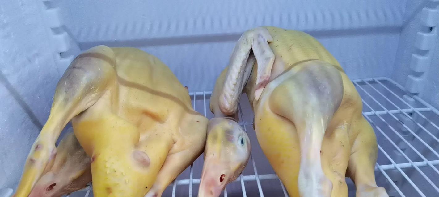 兔子属于家禽还是家畜？