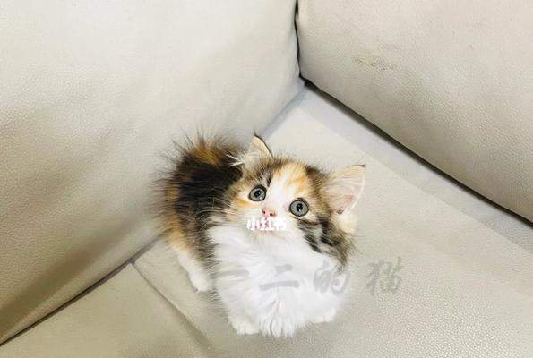 花猫是家畜还是宠物？如何界定？
