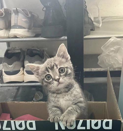 花猫是家畜还是宠物？如何界定？