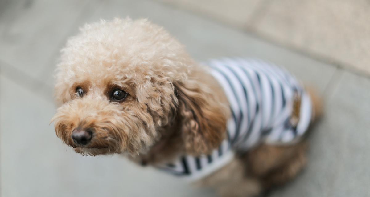 两个月幼犬吃完狗粮吐了？这是什么原因导致的？