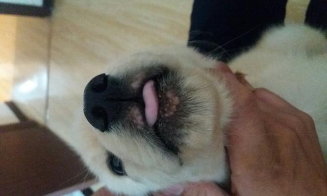 两个月幼犬吃完狗粮吐了？这是什么原因导致的？