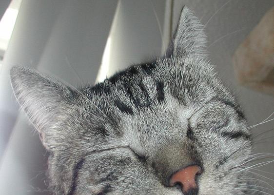 花猫是家畜还是家禽？为什么花猫不属于家禽？