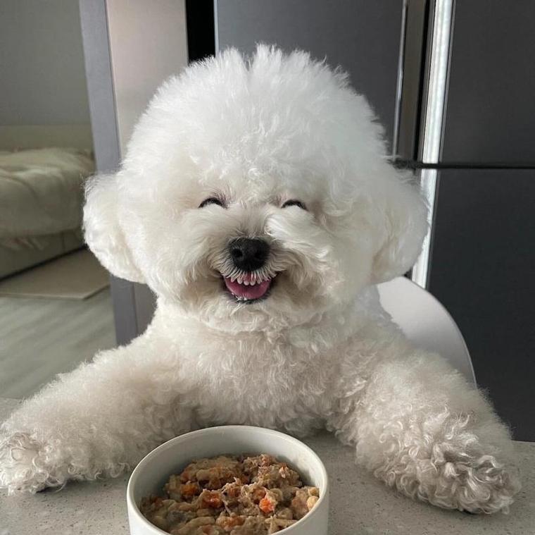 小比熊吃鸡胸肉与狗粮的搭配好吗？营养均衡吗？