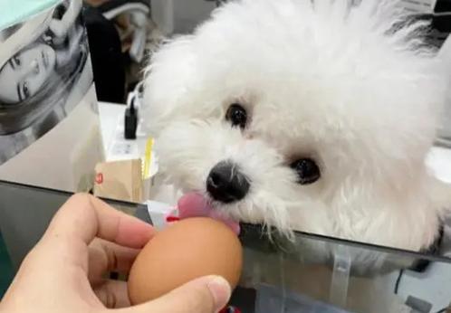怀孕的比熊可以吃鸡肝吗？吃鸡肝对怀孕的比熊有什么影响？