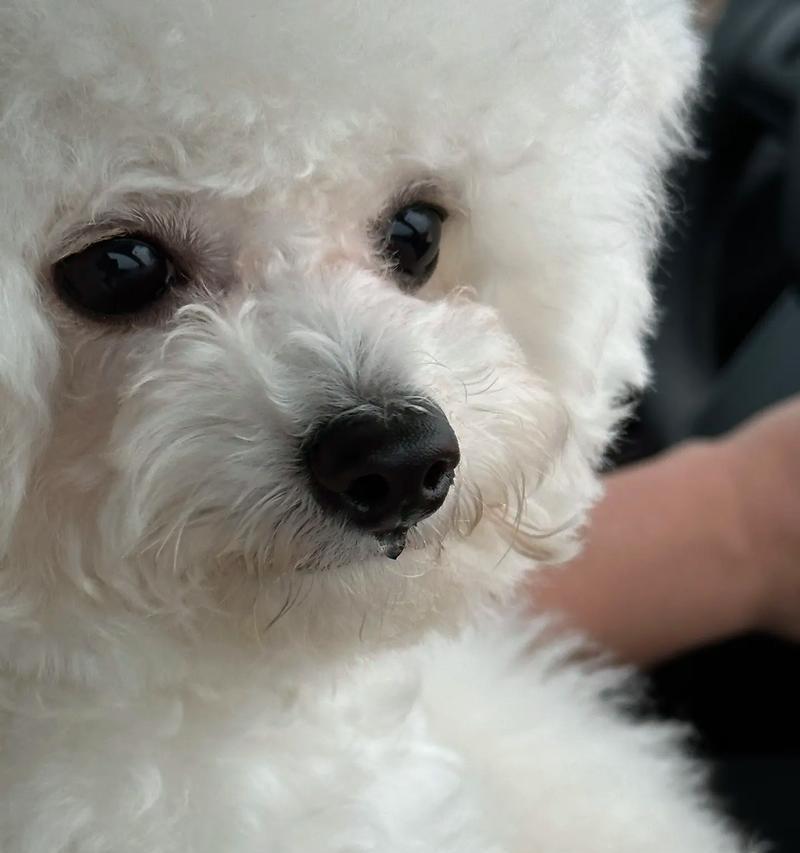 比熊幼犬拉稀带血如何处理？有哪些有效方法？