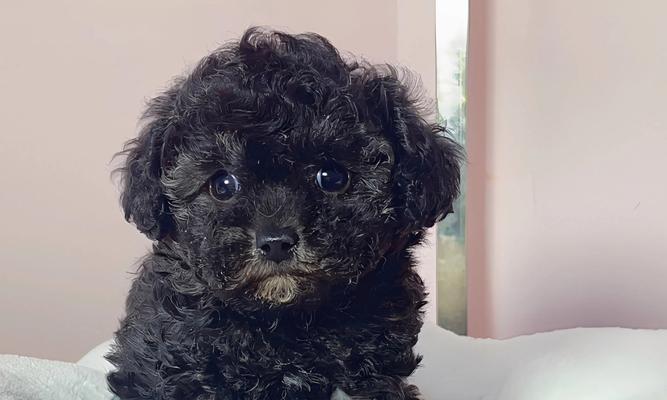 最高等级贵宾犬有哪些类型？如何区分？