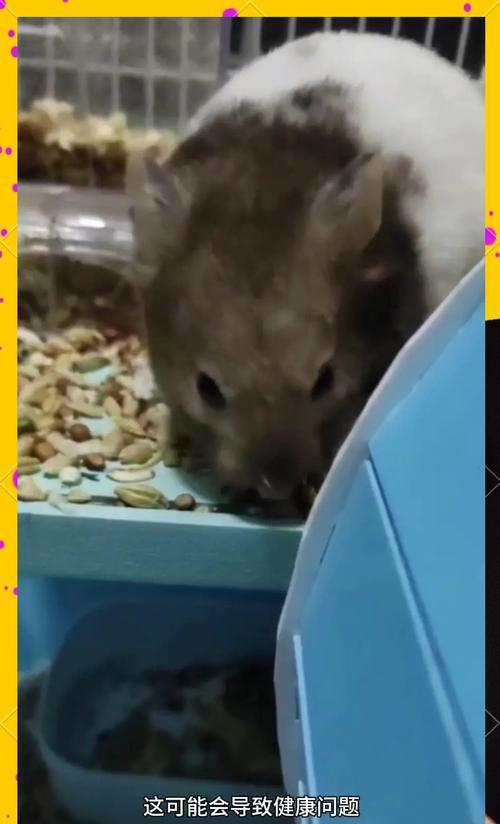 哪种仓鼠既好养又便宜？