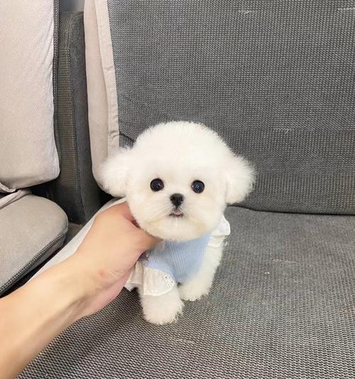 45天小比熊能喝水吗为什么引起的？喝水对小狗有什么好处？