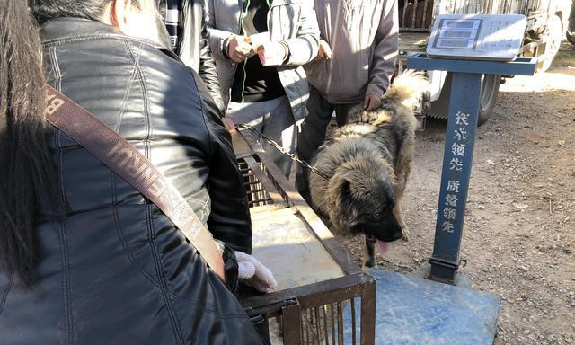 高加索犬一岁成长尺寸如何？
