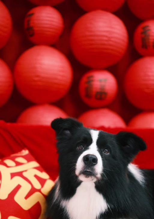 高加索犬一岁成长尺寸如何？