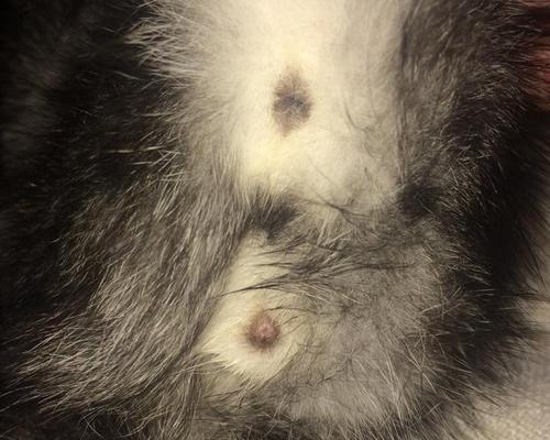 花猫是家畜吗？公猫和母猫有何区别？