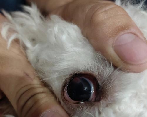 比熊眼角发红应该怎么办？有哪些可能的原因和处理方法？