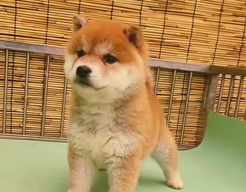 2个半月柴犬适合哪种狗粮？如何挑选合适的狗粮？