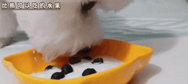 比熊一岁半吃鸡肝多少合适？过量食用有何影响？