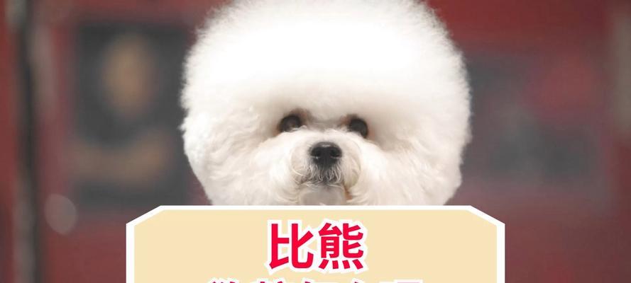 比熊吃鸡肝拌狗粮的健康影响如何？