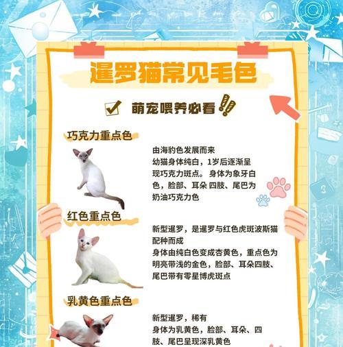 暹罗猫喂食计划：应该喂多少猫粮合适？