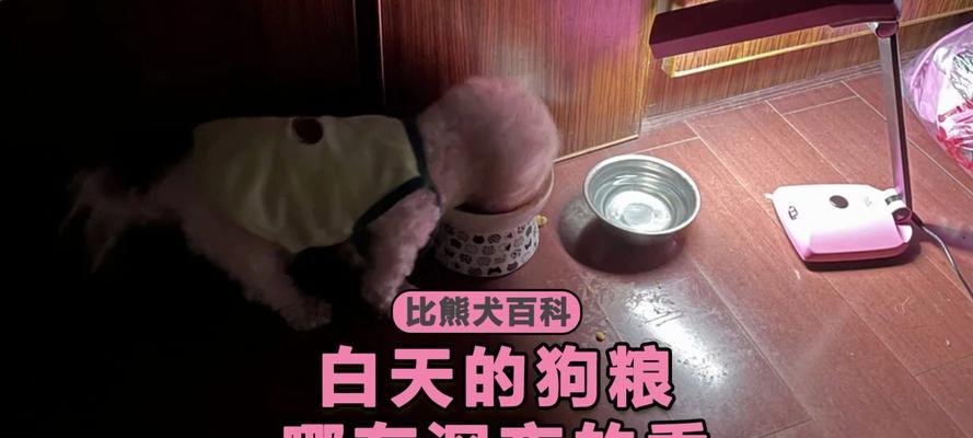 泡狗粮给比熊吃有什么好处？有什么需要注意的吗？