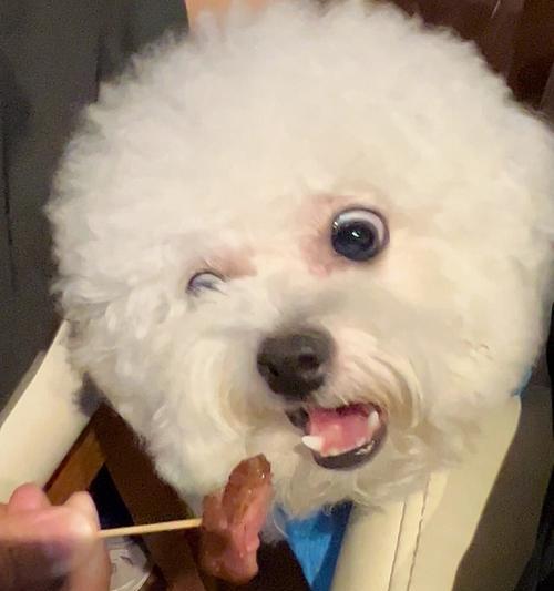 比熊吃牛舌会有哪些健康影响？