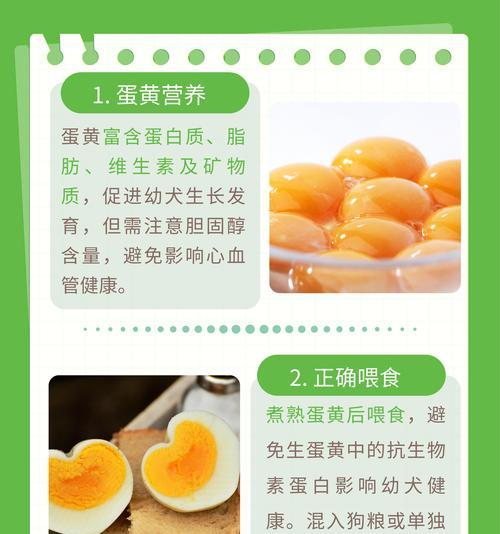 比熊幼犬可以吃鸡蛋黄吗？正确的喂食方法是什么？