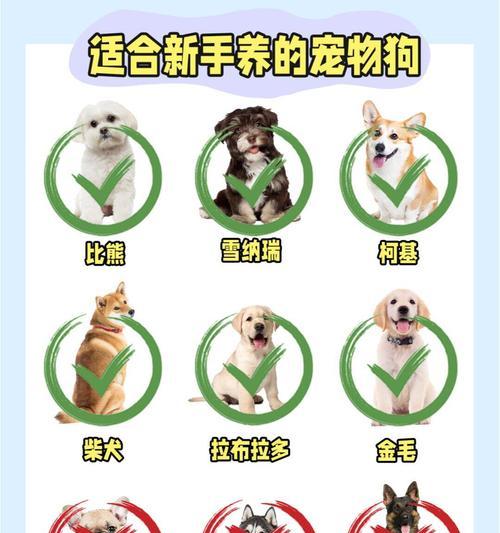 贵宾犬如何训练拿东西？有哪些有效方法？