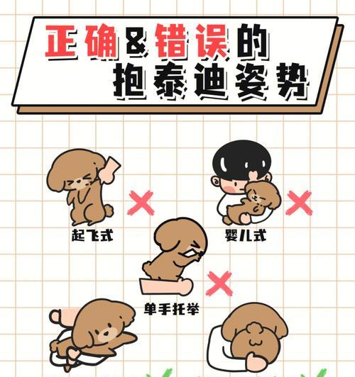贵宾犬如何训练拿东西？有哪些有效方法？