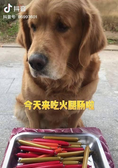 金毛幼犬适合吃烤肉肠吗？有哪些潜在风险？