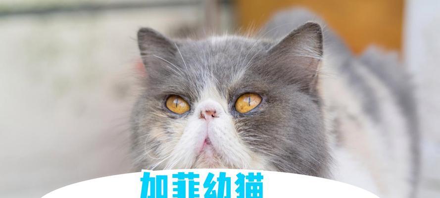 加菲猫喜欢哪种猫粮？哪个牌子的猫粮更美味？