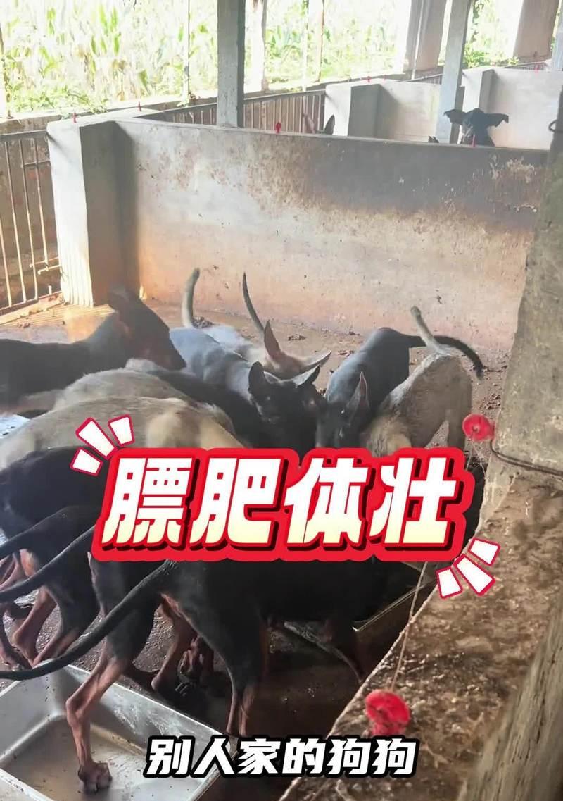 比熊吃狗粮必须拌着冻干好吗？冻干对营养吸收有何帮助？