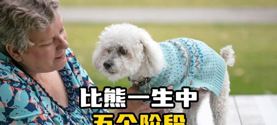 四个月比熊狗一天喂几次狗粮最合适？如何制定喂食计划？