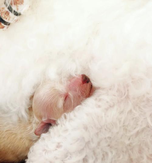 如何用纸壳制作贵宾犬玩具？