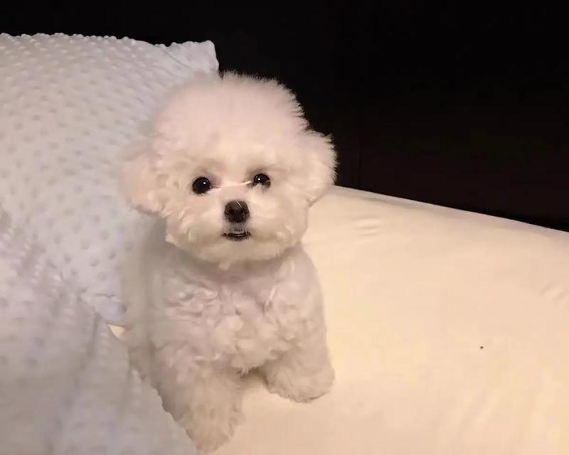 比熊狗狗三个月大时的真实照片是怎样的？