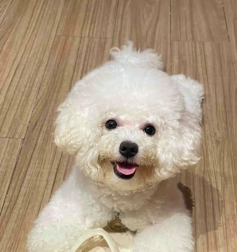 比熊狗狗三个月大时的真实照片是怎样的？
