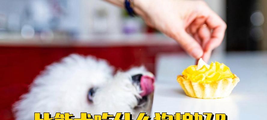 比熊几个月可以更换狗粮？更换狗粮需要注意什么？