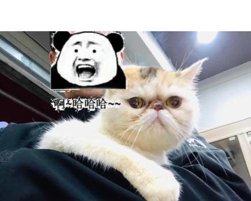加菲猫用羊奶泡猫粮的好处是什么？