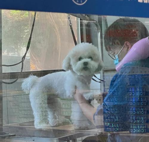 比熊适合吃领先狗粮吗？