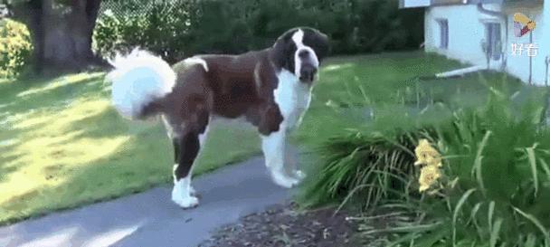 高加索犬为何被评为最可怕？排名第一名的原因是什么？