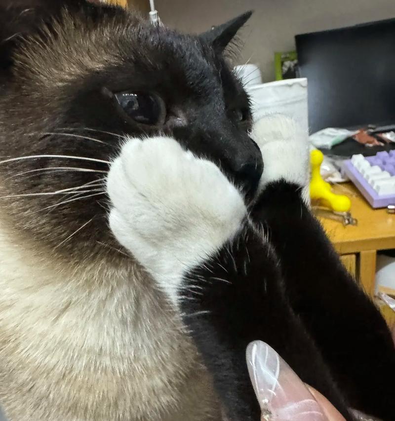 暹罗猫不吃怎么办？暹罗猫不吃有什么解决方法？