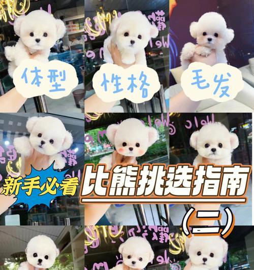 三个月大的比熊喂食指南是什么？