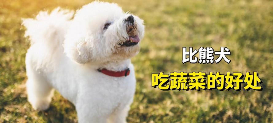 比熊犬可以吃鸡肉吗？有什么好处或风险？