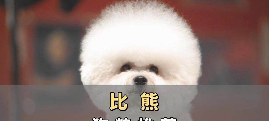 四个月大的比熊狗狗应该吃多少狗粮？喂食指南是什么？